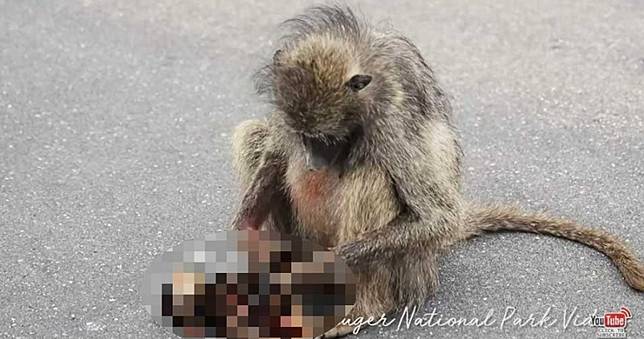 小猴命喪車輪下！母親悲痛輕撫孩子、拍跳蚤　堅信牠仍活著