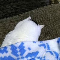 キャット シールド