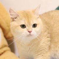BRITISH BY MATAMU PET