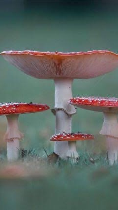 Fungi🍄