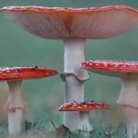 Fungi🍄