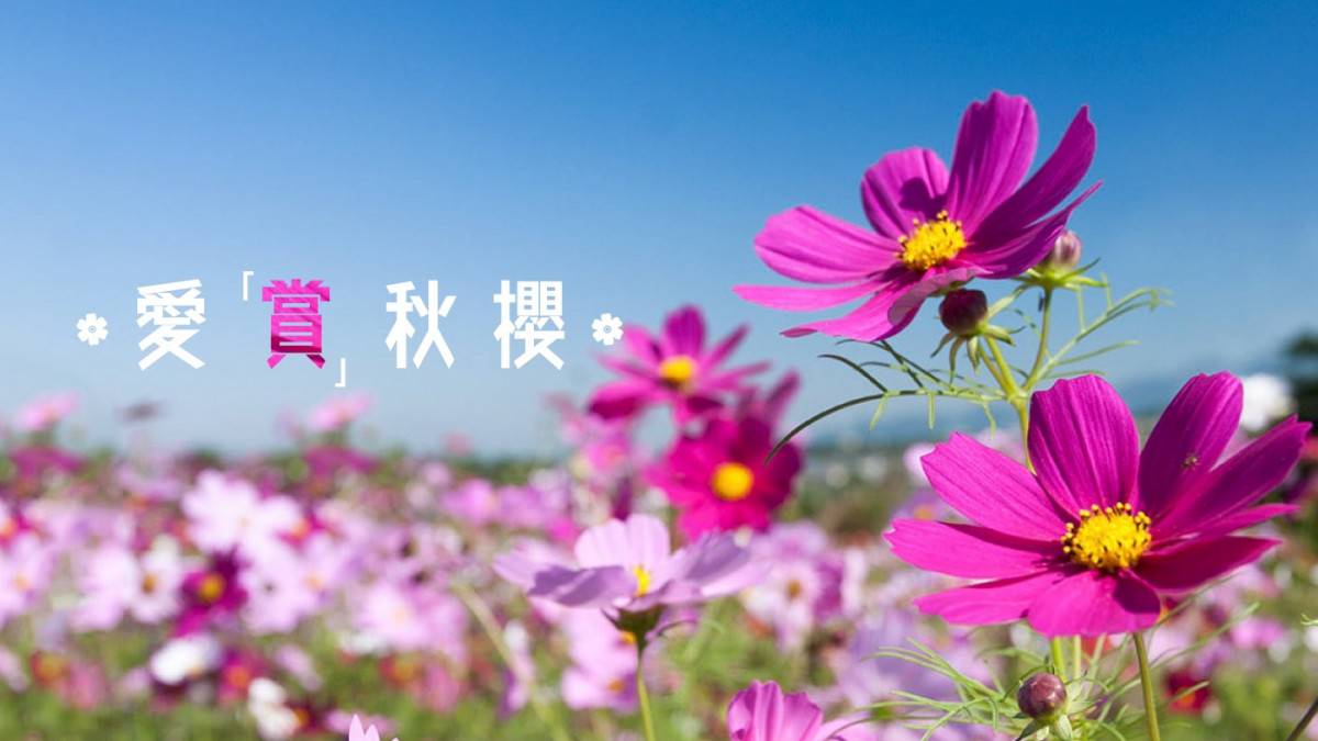 真摯純潔之花 秋櫻 Metro Pop Line Today