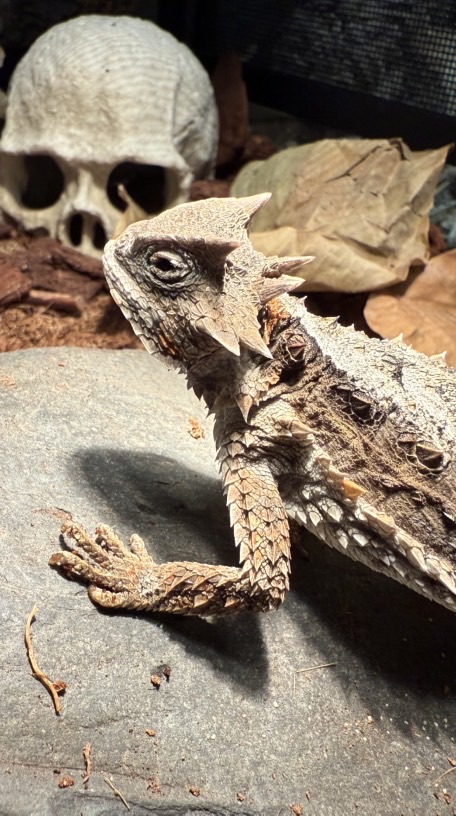 Hibi 爬蟲咖啡x 鱗影飼交流群