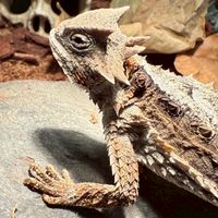 Hibi 爬蟲咖啡x 鱗影飼交流群