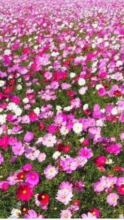 OpenChat 女性のための不動産投資の会@はじめは5万円目標！