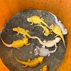 輕鬆養蜥