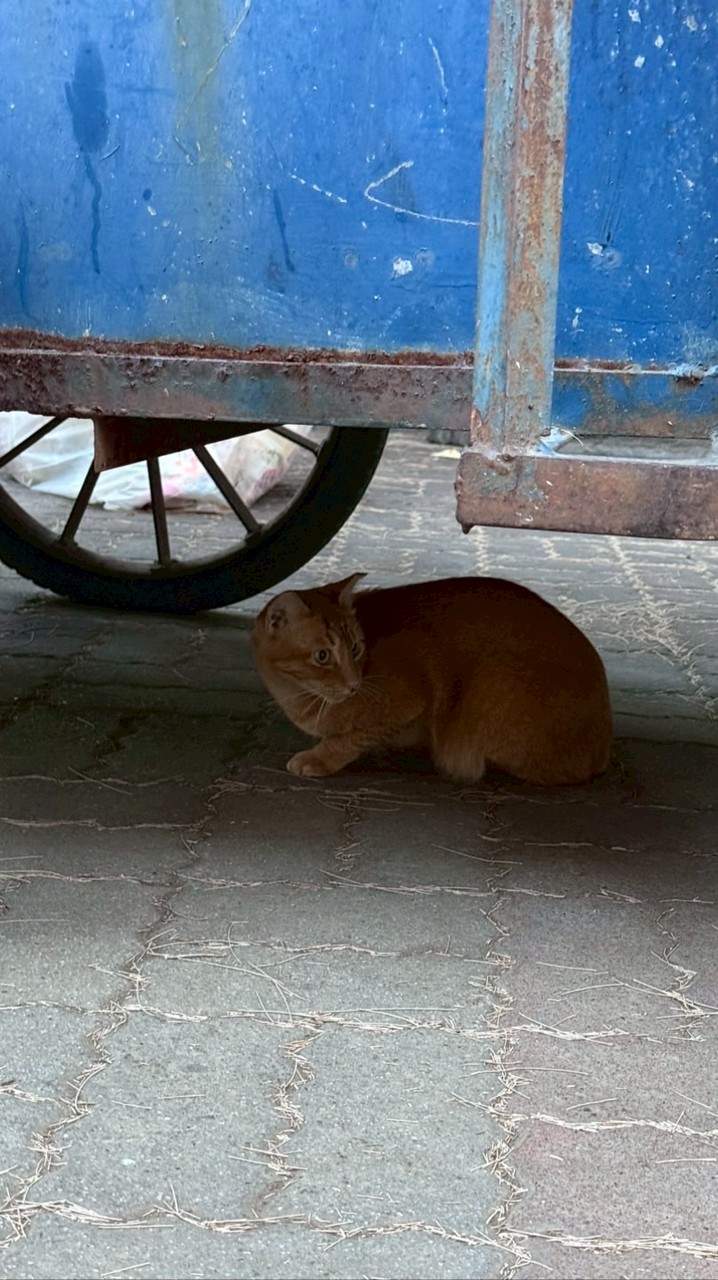 猜猜我素誰第二季