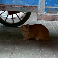 猜猜我素誰第二季
