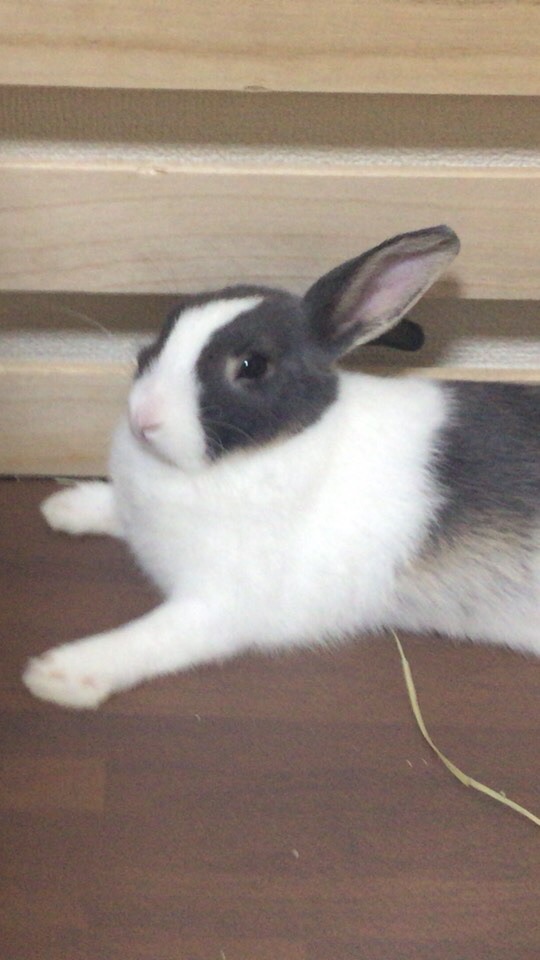 OpenChat 愛知🐰うさぎの飼い主さま情報収集（名古屋/東海）