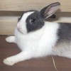 愛知🐰うさぎの飼い主さま情報収集（名古屋/東海）