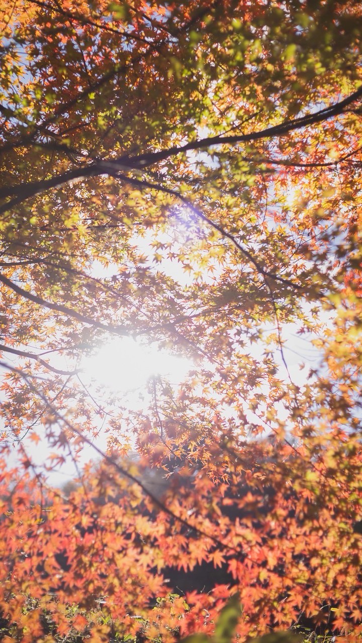 SANPO JAPAN 🇯🇵