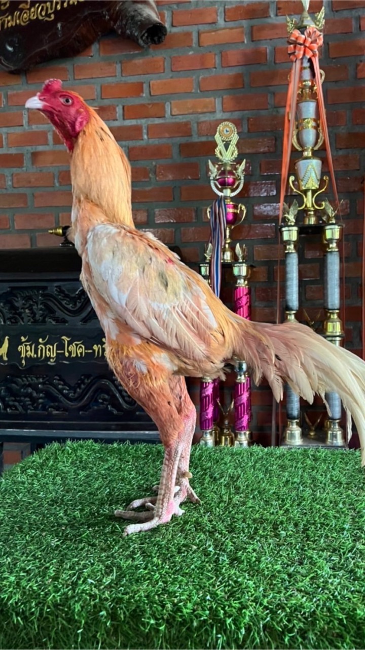 เจ้ามังกรขาว 🐲ราชันย์มังกร🐲