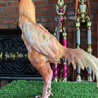 เจ้ามังกรขาว 🐲ราชันย์มังกร🐲