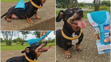 (寵物用品)Michel Mercier點點按摩梳,讓梳毛成為你跟毛小孩之間的親密接觸,一梳三用,梳毛,按摩,除蟲一次完成