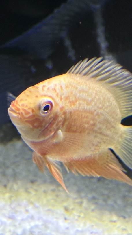 CuteCichlids