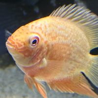 CuteCichlids