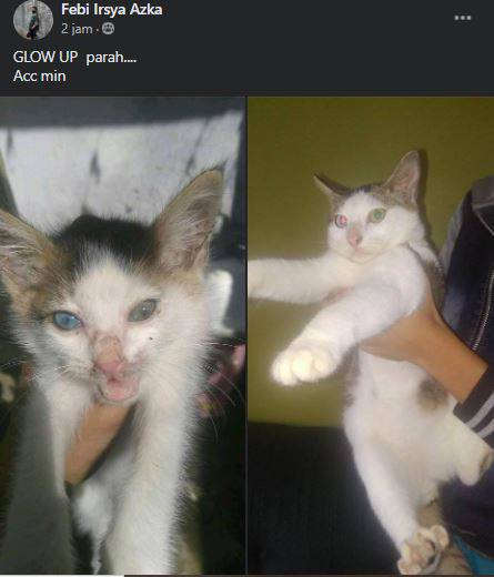 10 Status FB lucu orang pelihara kucing ini nyeleneh abis 