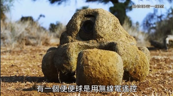 圖片來源：FB@公視 生態全紀錄