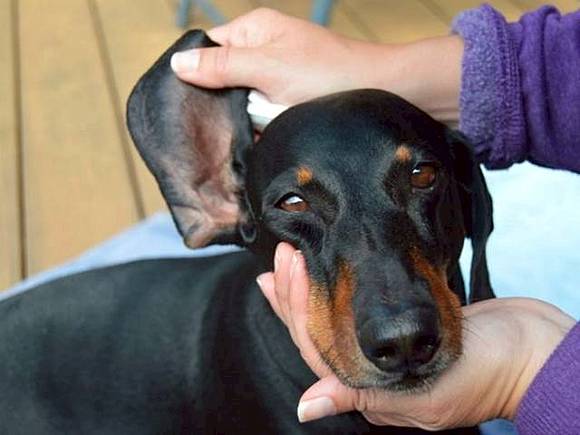 Cara Membersihkan Telinga Anjing Peliharaan Cara Membersihkan Telinga Anjing Peliharaan
