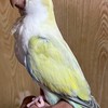 玩賞和尚鸚鵡