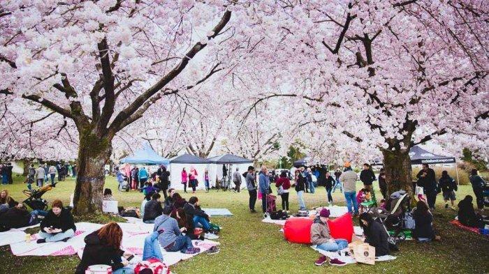 12 Hal Tidak Biasa Yang Kamu Tidak Tahu Tentang Bunga Sakura Di Jepang