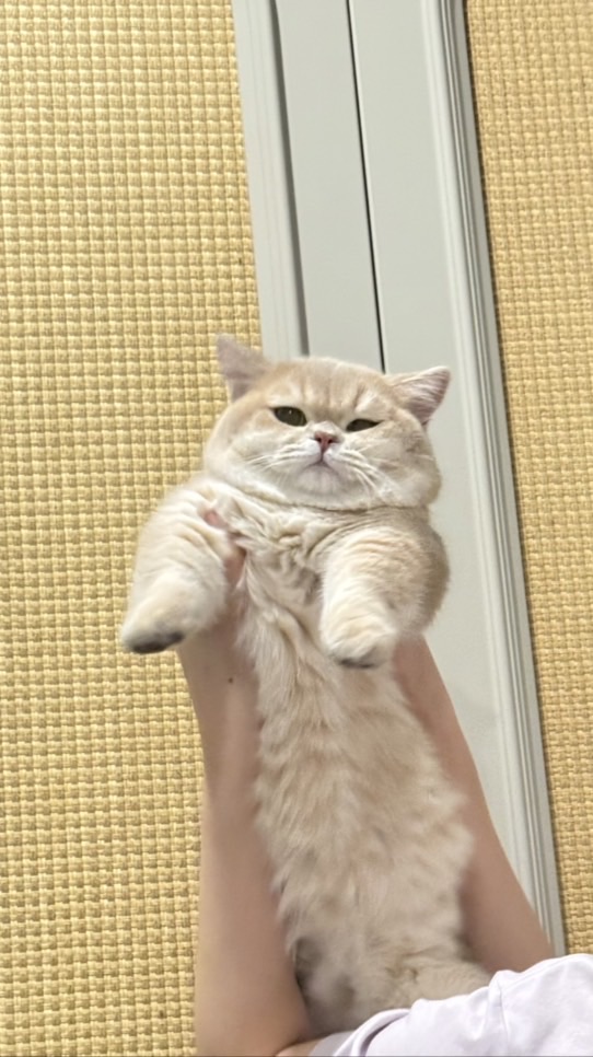 Yuzu Cat Home 🍊 ฟาร์มแมว