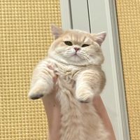 Yuzu Cat Home 🍊 ฟาร์มแมว