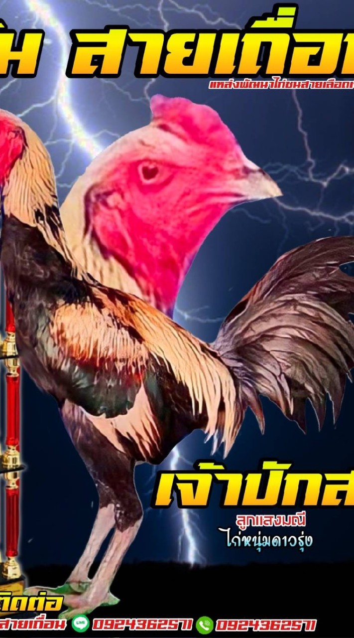 🐓ซุ้ม.สายเถื่อน🐓