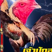 🐓ซุ้ม.สายเถื่อน🐓