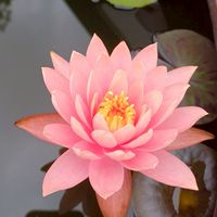 自然療癒諮詢