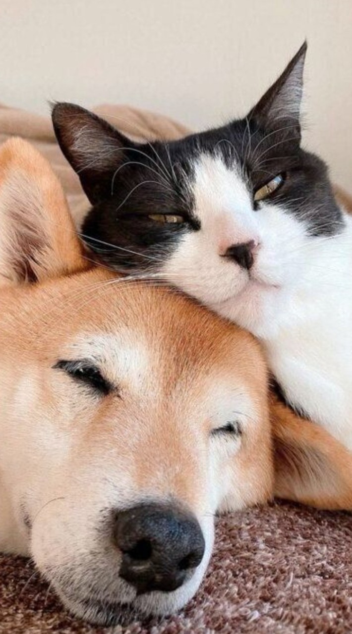 犬派か猫派か勝負だ！！！