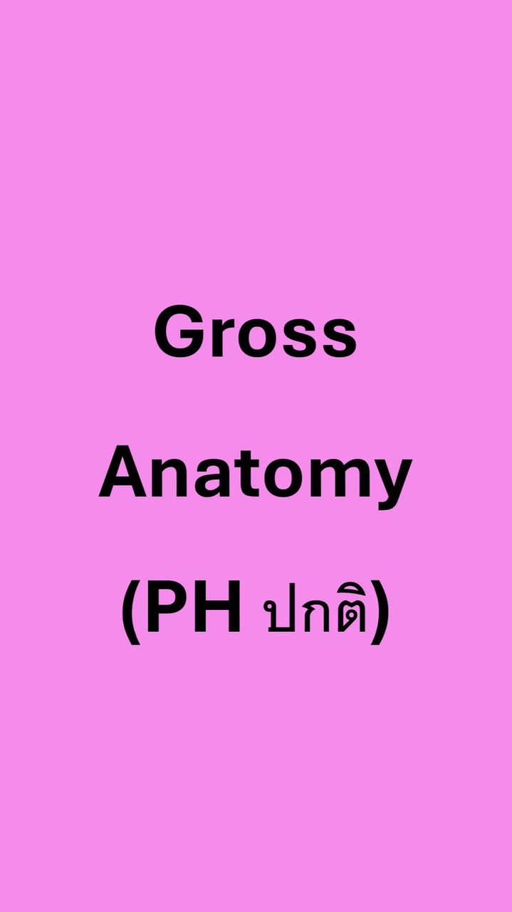MD611 309 Gross Anatomy (PH ภาคปกติ)