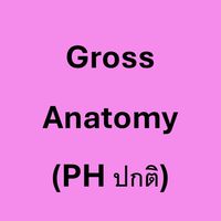 MD611 309 Gross Anatomy (PH ภาคปกติ)
