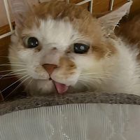 猫の里親ファミリーグループ
