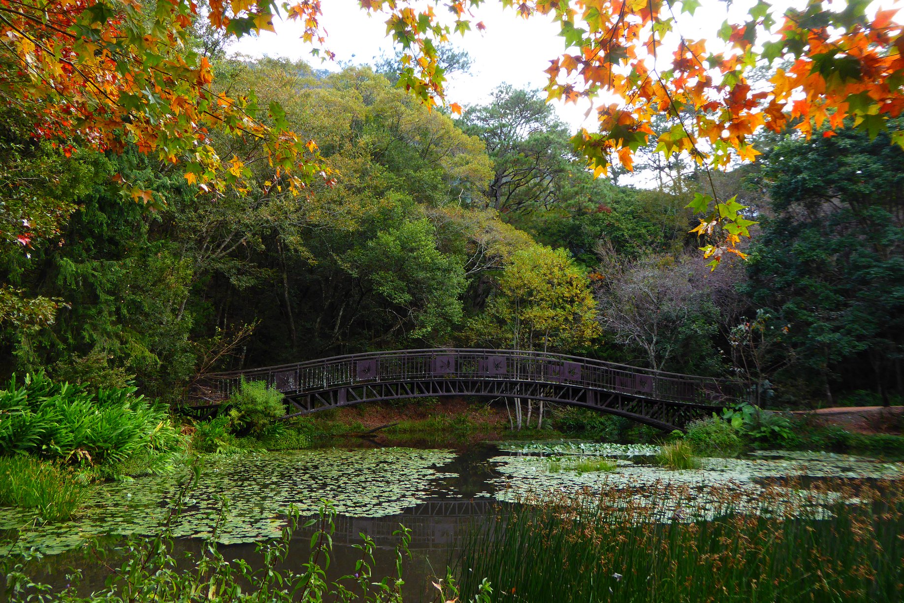 「奧萬大森林遊樂區」超完整賞楓攻略｜奧萬大賞楓景點整理