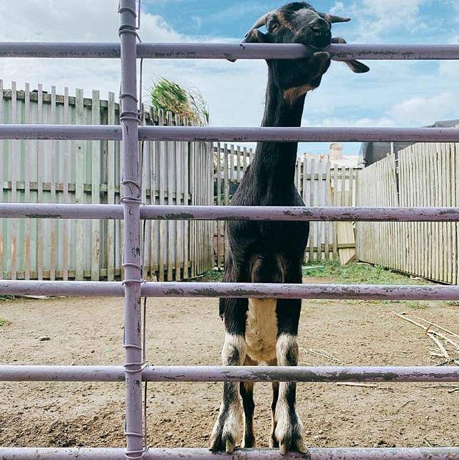 照片來源：IG @larissa_ki7