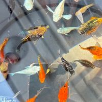 TRZ balloon fish