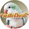 คนรักม๊องค์ Monk Parakeet Thailand