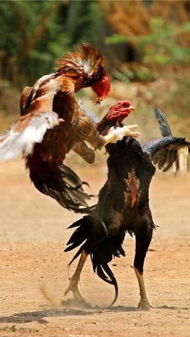 รวมพลฅนรักไก่ชน