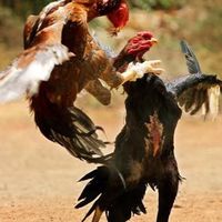 รวมพลฅนรักไก่ชน