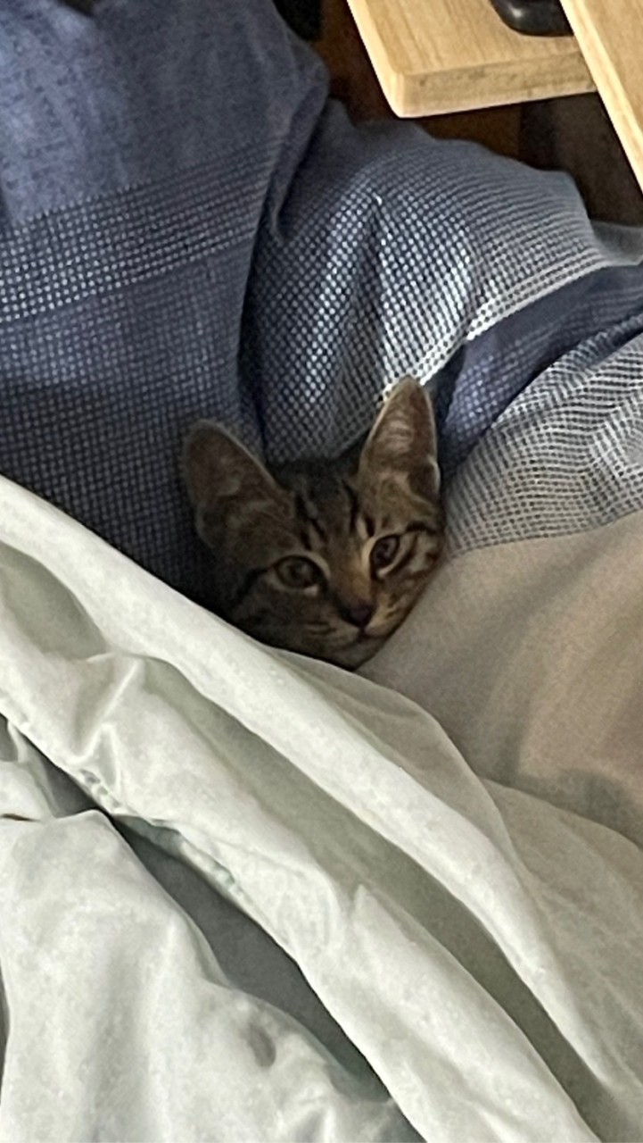 🐱小摩卡の玩具店✨