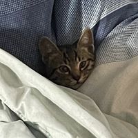 🐱小摩卡の玩具店✨