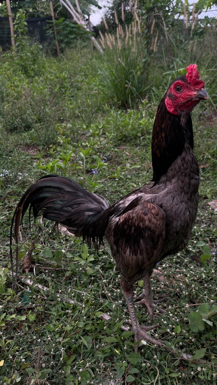 ซุ้มสนธยา ฟาร์ม🐓