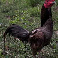 ซุ้มสนธยา ฟาร์ม🐓