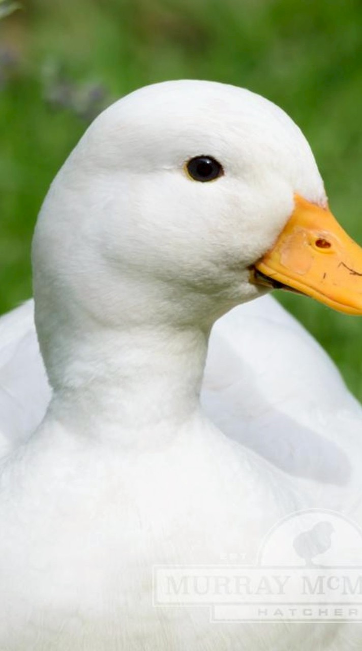 Quacker's group