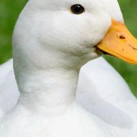 Quacker's group