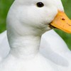 Quacker's group
