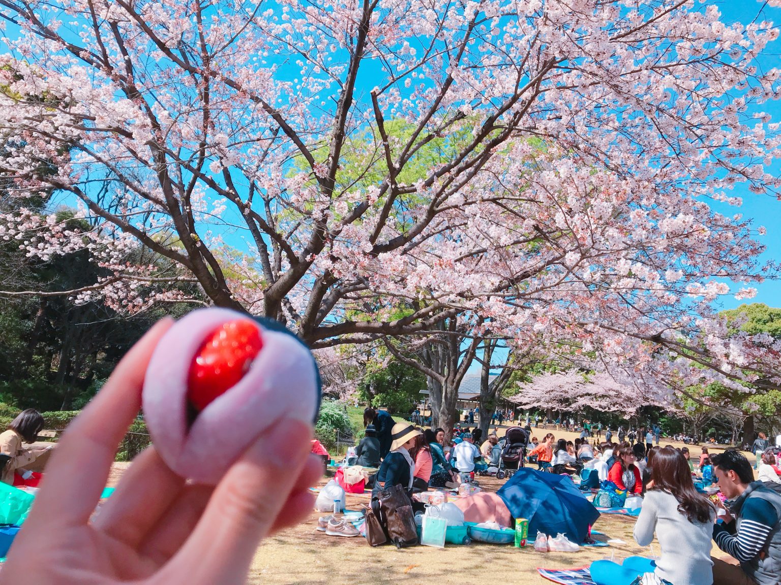皇居旁感受櫻花「大爆炸」！千鳥之淵、北之丸公園、靖國神社絕美櫻景