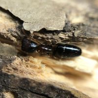 アリの飼育部屋(蟻/ant)