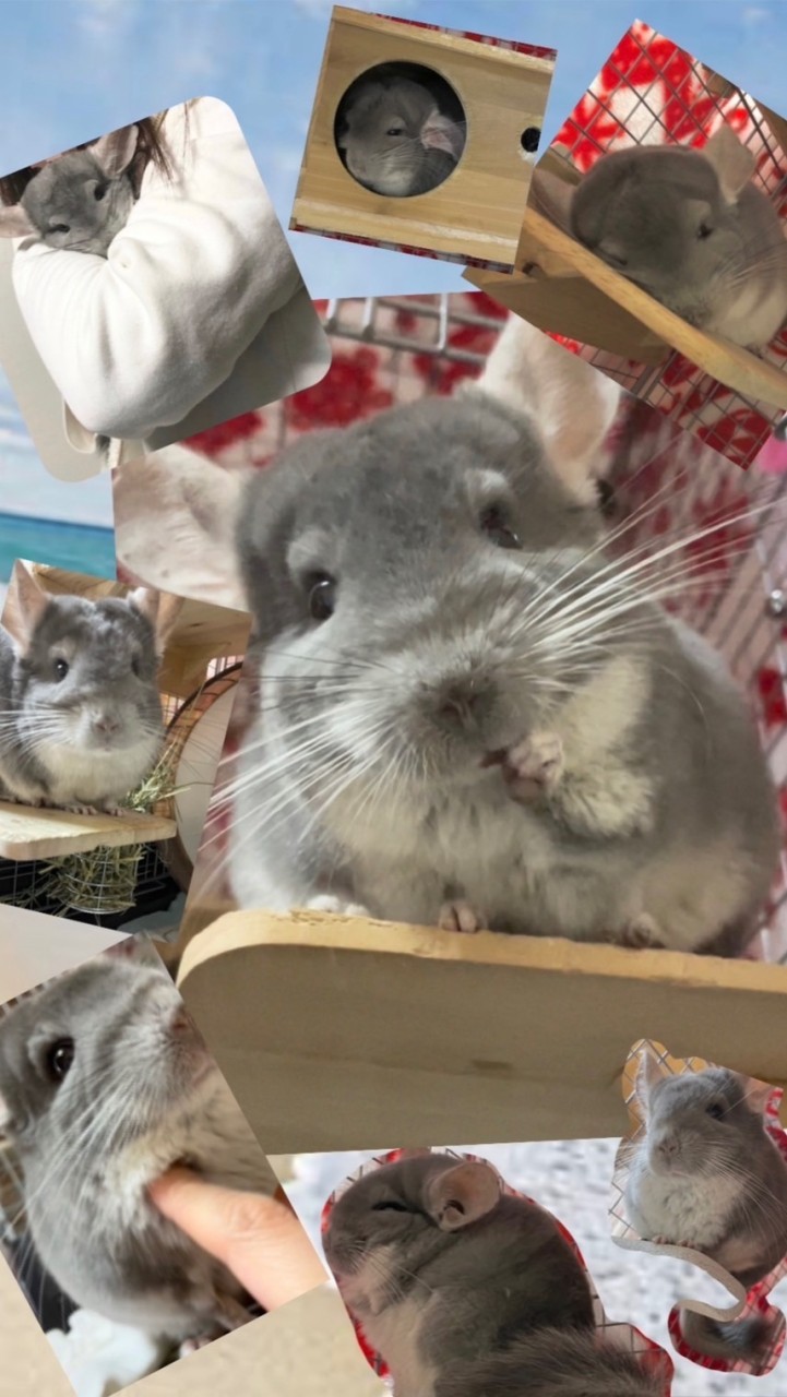 チンチラのための相談部屋🐭